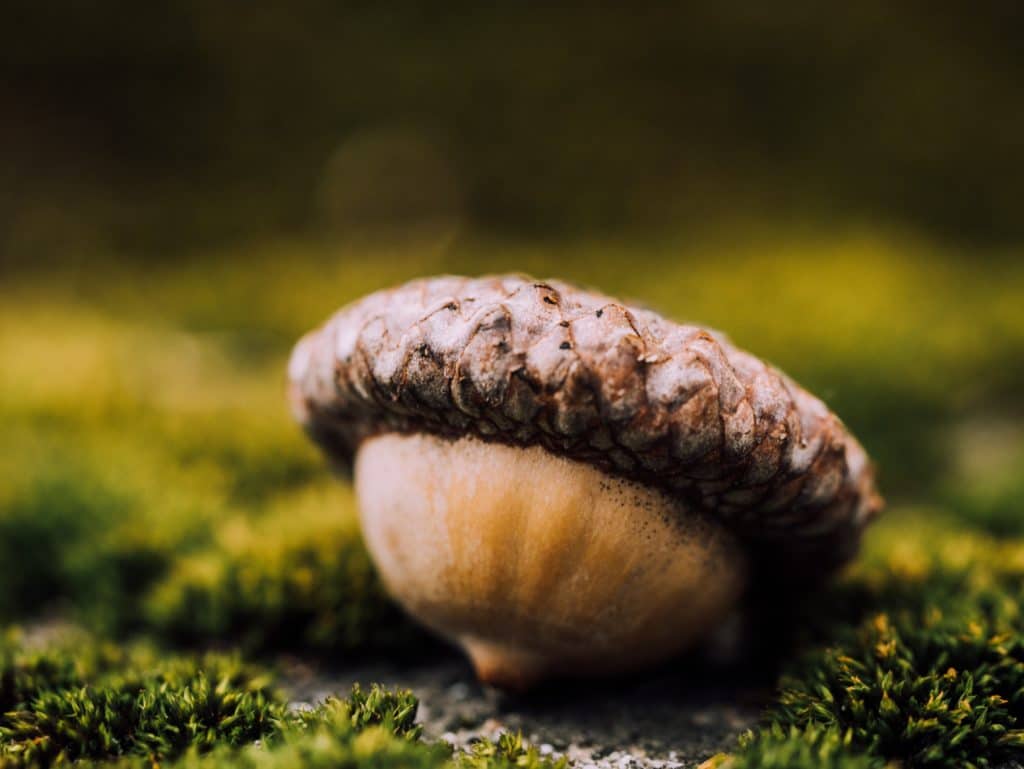 The creation of a thousand forests is in one acorn — Ralph Waldo Emerson