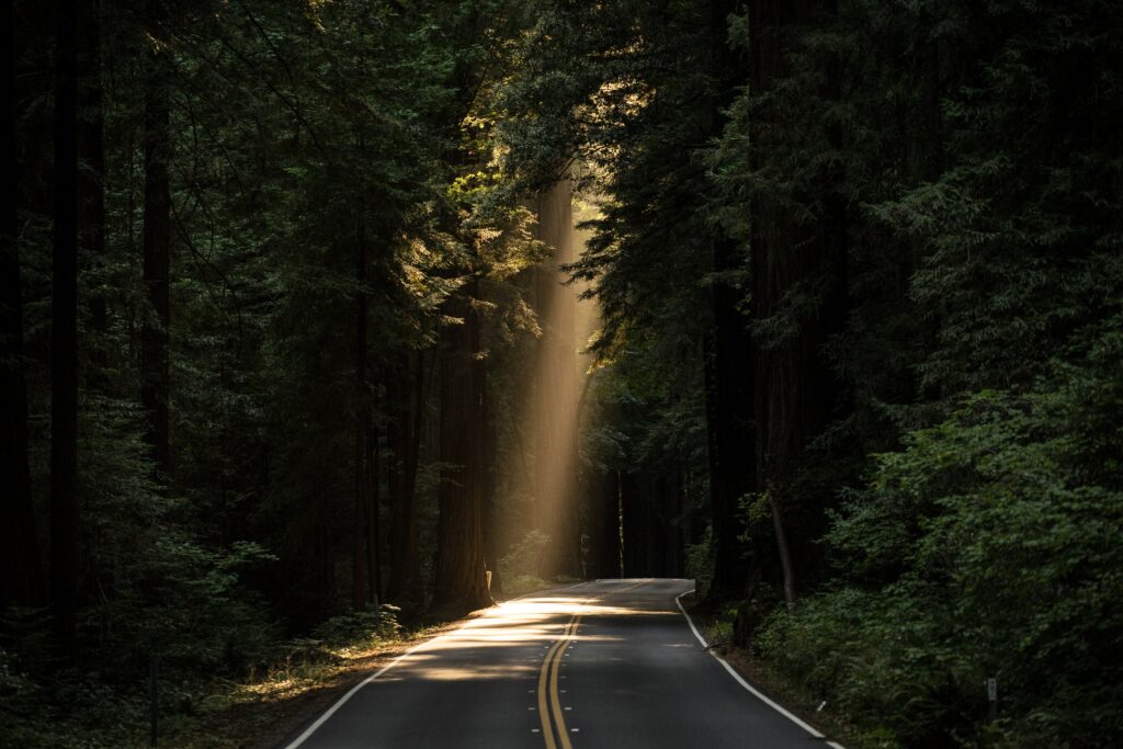 Light shining through trees onto a forest road.